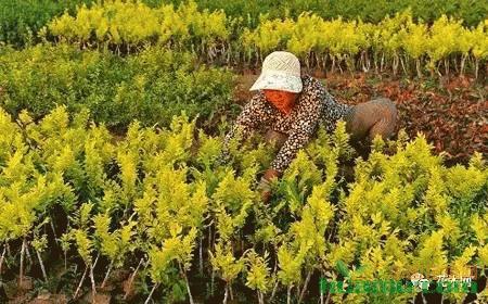 春季苗木除草是关键