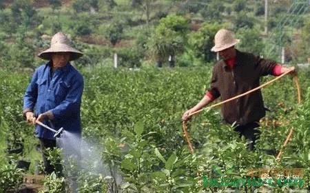 春季苗木除草是关键