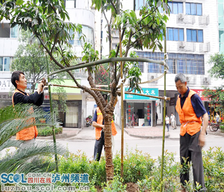 泸州：重栽更重管 合江县城荔枝树穿上遮阳网