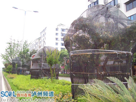 泸州：重栽更重管 合江县城荔枝树穿上遮阳网